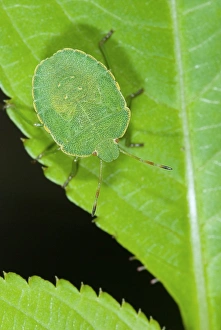 Green Leaf Insects Impressions: Green shield bug