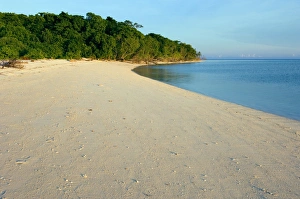 Turtle Conservation Efforts Impressions: Green turtle nesting beach