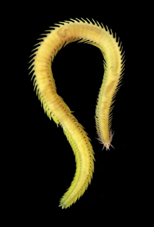 Sea Creatures Impressions: Greenleaf worm