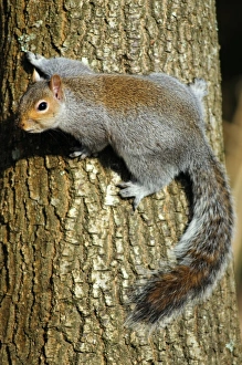 UK Wildlife Impressions: Grey squirrel on a tree