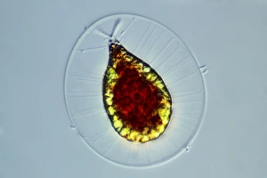 Light Microscopy Images Impressions: Haematococcus alga, light micrograph