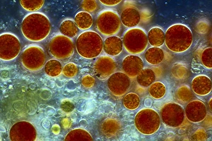 Images datées du 8 mars 2013: Hématococcus algues, microscope à lumière