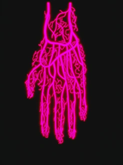 Human Hand Anatomy Impressions: Hand circulation