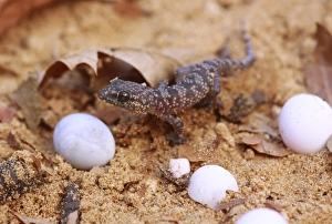 Impressions de Le lézard vert sort de son œuf Images datées de 2012 janvier: L'éclosion du Gécko