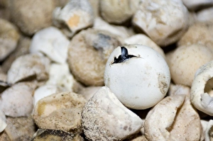 Turtle Conservation Efforts Impressions: Hatching green turtle