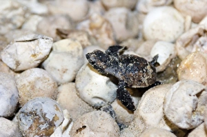 Turtle Conservation Efforts Impressions: Hatching hawksbill turtle