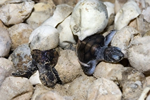 Turtle Conservation Efforts Impressions: Hatching turtles