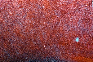 Impressions de Noisette de hêtre Images datées de 2012 janvier: Nois de noix d'érable, photomicrographe léger