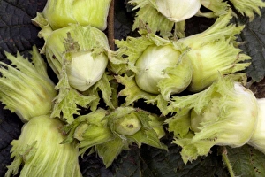 Autumn Foliage Photos Impressions: Hazel nuts