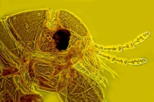 Light Micrograph Impressions: Head of a human flea, light micrograph