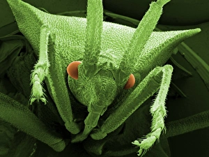 Scanning Electron Micrograph Insects Impressions: Head of a shield bug, SEM