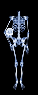 Human Skeleton Anatomy Impressions: Headless skeleton