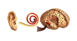 Inner Ear Anatomy Impressions: Hearing centre, artwork