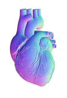 Computer Generated Heart Image Impressions: Heart, computer artwork