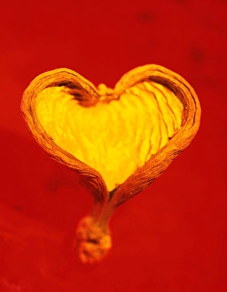 Conceptual Heart Image Impressions: Heart-shaped nutshell