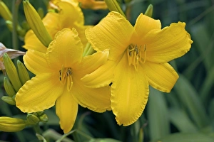 Perennial Garden Plants Impressions: Hemerocallis Azor
