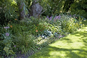 Herbaceous Border Impressions: Herbaceous Border