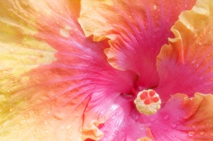 Tropical Plant Impressions: Hibiscus (Hibisucus The Path )
