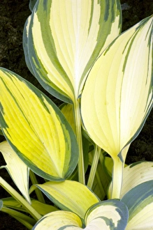 Botanical Beauty In Nature Impressions: Hosta Remember Me