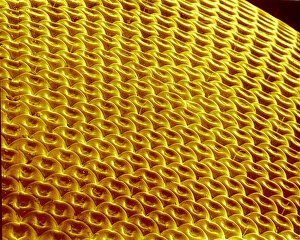 Insect Compound Eyes Impressions: Hover fly compound eye, SEM