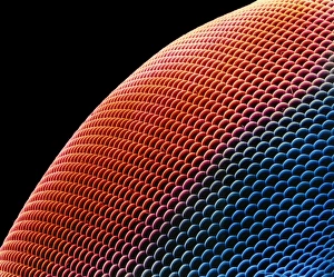 Compound Eye Structure Impressions: Hover fly eye, SEM