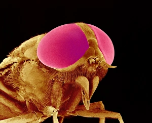 Compound Eye Anatomy Impressions: Hover fly head, SEM