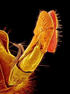 Insect Mouthparts SEM Impressions: Hover fly proboscis, SEM