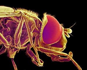 Compound Eye Structure Impressions: Hover fly, SEM