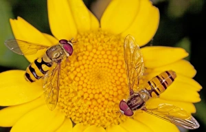 Episyrphus Balteatus Impressions: Hoverflies