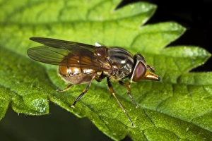 Impression encadrée : Hoverfly. Moucherolle (Rhingia campestris) sur une feuille