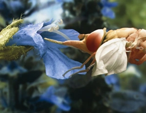 Images datées de 1999: Feeding de hoverfly au niveau des micro-organismes cellulaires