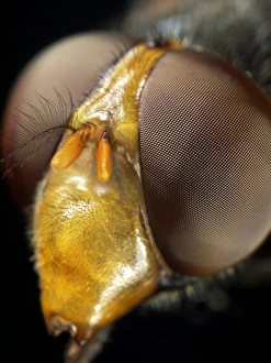 Compound Eyes Insect Impressions: Hoverfly head