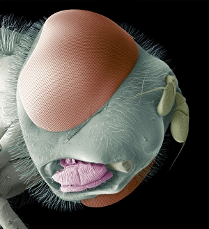 Insect Anatomy SEM Impressions: Hoverfly head, SEM