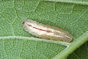 Leaf Dwelling Insects Impressions: Hoverfly larva