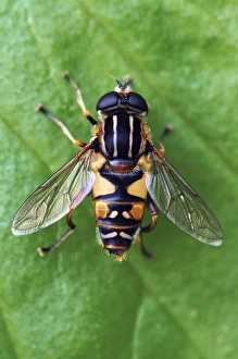 British Wildlife Photoshoots Impressions: Hoverfly on a leaf