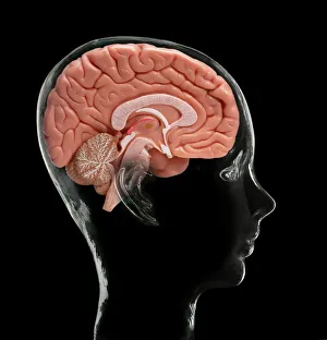 Cerebral Cortex Structure Impressions: Human brain, model