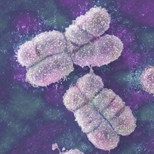 ADN Impressions: Chromosomes humains, SEM