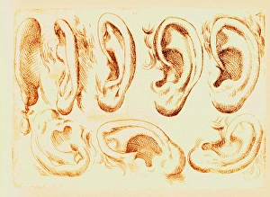 Images datées de 2012 avril: Les oreilles humaines
