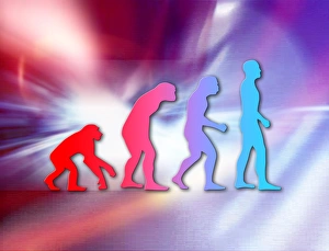 Human Evolution Stages Impressions: Human evolution