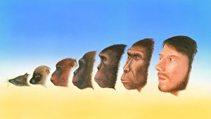 Human Evolution Timeline Impressions: Human evolution, artwork