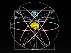 Human Brain Anatomy Impressions: Human intelligence
