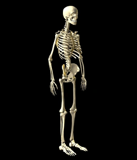 Human skeleton