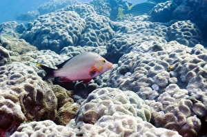 Hard Coral Species Impressions: Humpback snapper