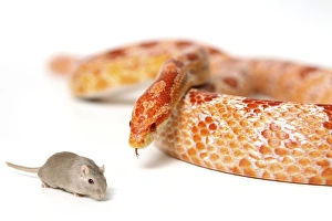 Images datées de 2012 novembre: Le serpent affamé regarde le souris