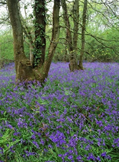 British Wildflowers In Bloom Impressions: Hyacinthoides nonscriptus