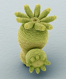 Coloured Scanning Electron Micrographs Impressions: Hydra budding, SEM