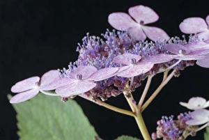 Hydrangea Serrata Impressions: Hydrangea