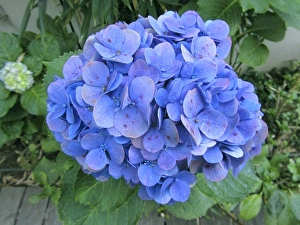 Hydrangea Macrophylla Impressions: Hydrangea flowerhead