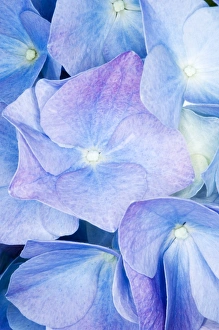 Hydrangea Macrophylla Impressions: Hydrangea (Hydrangea macrophylla)