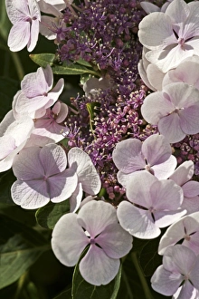 Hydrangea Macrophylla Impressions: Hydrangea macrophylla Teller Blanc